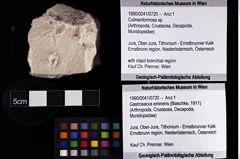 Foto (Objket + Etiketten) von Culmenformosa sp. 